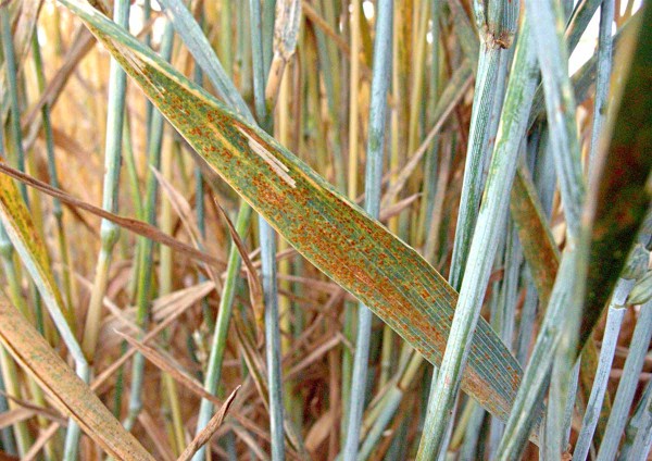 Obr. 2: Napaden&iacute; rz&iacute; plevovou