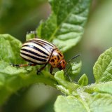 Rostouc&iacute; rezistence mandelinky bramborov&eacute; vůči insekticidům v&nbsp;ČR