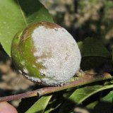 Aktu&aacute;ln&iacute; přehled ochrany zahrad, sadů a&nbsp;vinic - červen a&nbsp;červenec 2019