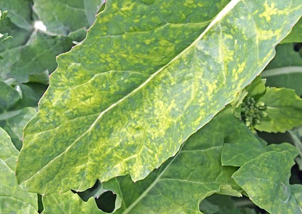 Př&iacute;znaky viru TuYV na rostlin&aacute;ch řepky