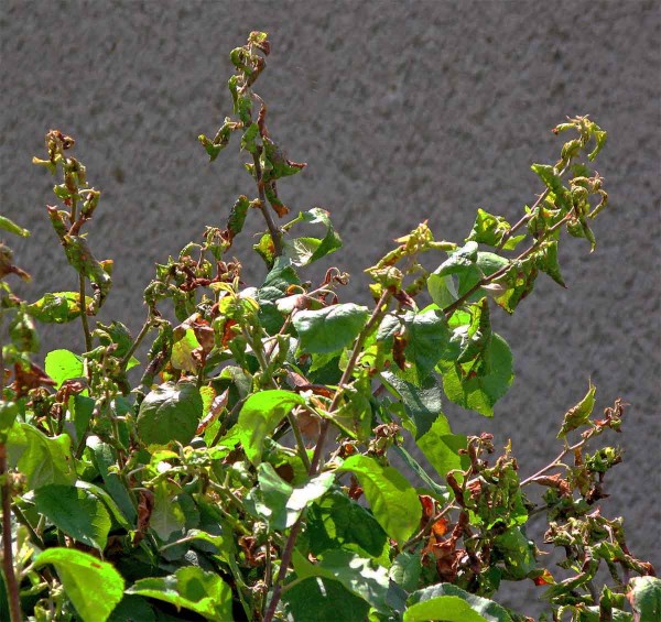 Poškození mšicí jabloňovou Poškození mšicí jabloňovou