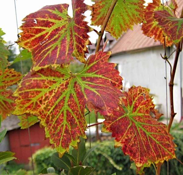Nedostatek hořčíku u révy Nedostatek hořčíku u révy