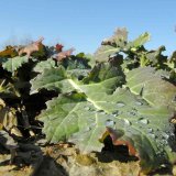 Hnojenie repky na jar a&nbsp;počas veget&aacute;cie