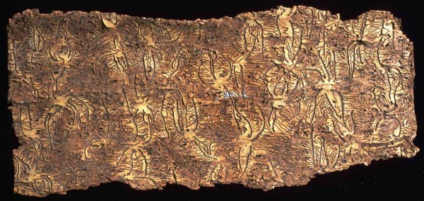 L&yacute;kožrout lekl&yacute; - požerek