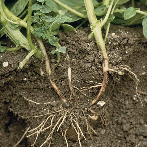 Rhizoctonia solani na podzemn&iacute; č&aacute;sti stonků