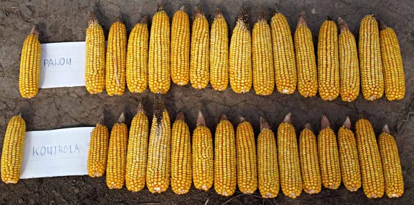 Obr. 3: Rozdíl ve velikosti palic ze suché oblasti Jižní Moravy po aplikaci přípravku s houbou Trichoderma (horní řada) Obr. 3: Rozdíl ve velikosti palic ze suché oblasti Jižní Moravy po aplikaci přípravku s houbou Trichoderma (horní řada)