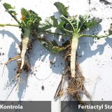 Biostimulace a&nbsp;podzimn&iacute; přihnojen&iacute; řepky ozim&eacute; pro založen&iacute; porostů s&nbsp;perspektivou vysok&yacute;ch v&yacute;nosů