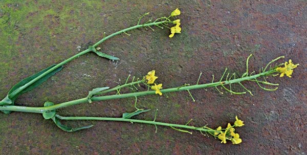 Jarn&iacute; řepka po&scaron;kozen&aacute; bl&yacute;sk&aacute;čkem