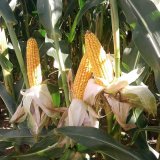 V Bobrovsk&eacute; se Pioneerum dař&iacute;