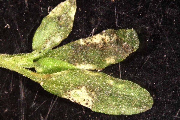 Po&scaron;kozen&iacute; listů major&aacute;nky tř&aacute;sněnkami