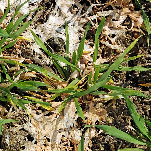 Růžová sněžná plísňovitost obilnin (plíseň sněžná) Růžová sněžná plísňovitost obilnin (plíseň sněžná)