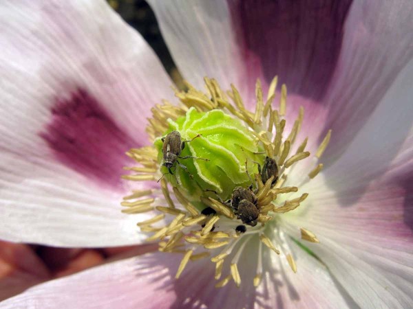 Krytonosec makovicový Krytonosec makovicový