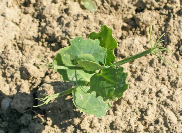 Obr. 1b: Dospělci listopasů (Sitona spp.) působuj&iacute; typick&eacute; zoubkov&aacute;n&iacute; okrajů listů