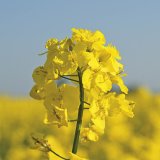 V&yacute;konnostn&iacute; porovn&aacute;n&iacute; odrůd řepky ozim&eacute;