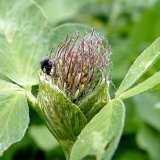 Semenn&iacute; &scaron;kůdci jetele lučn&iacute;ho a&nbsp;ochrana proti nim