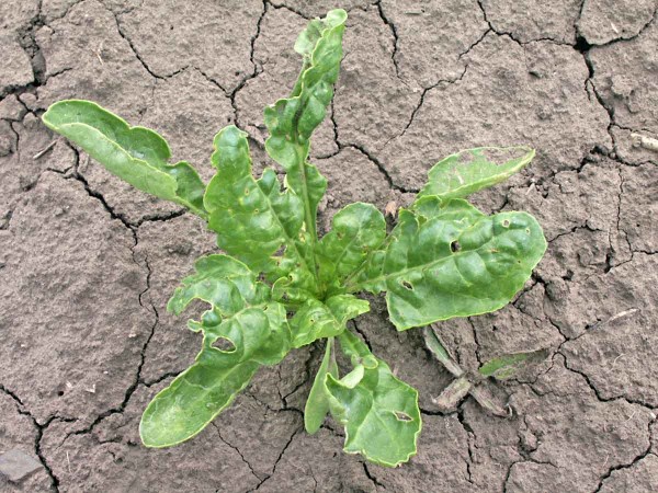 Obr. 2: Imaga maločlence č&aacute;rkovit&eacute;ho mohou působit ž&iacute;r na mlad&yacute;ch listech cukrovky