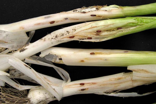 Vrtalka p&oacute;rov&aacute; - pup&aacute;ria