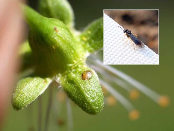 Vpich pilatky švestkové a dospělec Vpich pilatky švestkové a dospělec