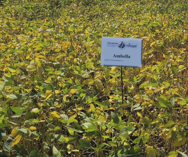Ambella (Saatbau)