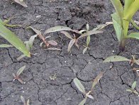 Obr. 5: Rdesno ble&scaron;n&iacute;k je odoln&eacute; vůči mnoha herbicidům, předev&scaron;&iacute;m půdn&iacute;m