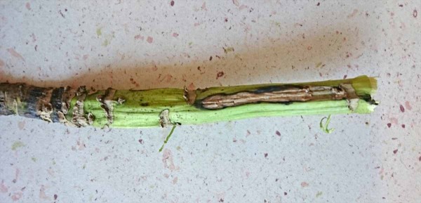 &Scaron;kvrny na spodnej časti stonky repky po infekcii f&oacute;mou