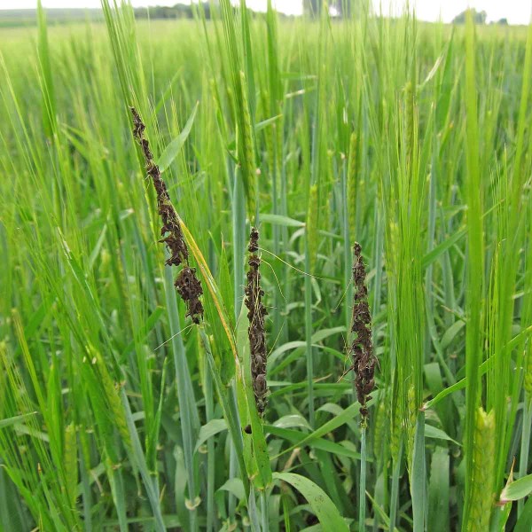 Pra&scaron;n&aacute; snětivost ječmene se přen&aacute;&scaron;&iacute; osivem