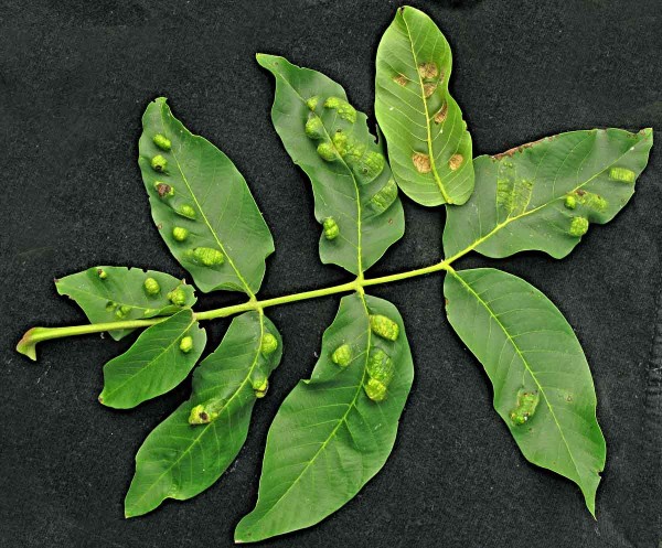 Hálky na listu ořešáku způsobené vlnovníky Hálky na listu ořešáku způsobené vlnovníky