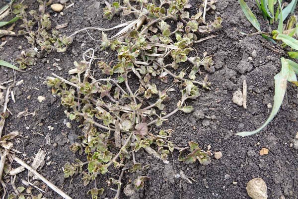 Obr. 5: Herbicid Corello (pyroxsulam) vykazuje na rozrazil persk&yacute; velmi dobrou &uacute;činnost a&nbsp;to i&nbsp;v relativně pozdn&iacute; růstov&eacute; f&aacute;zi