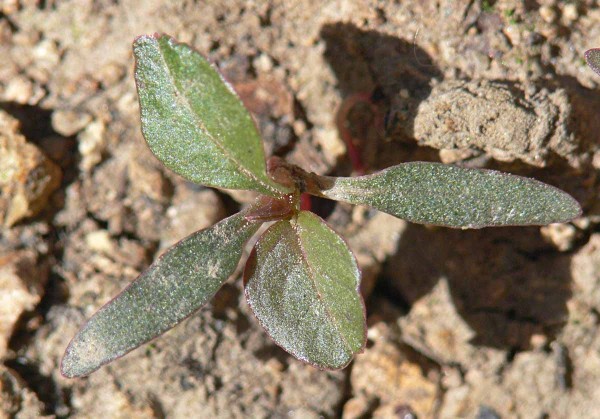 L&aacute;skavec zelenoklas&yacute; - mlad&aacute; rastlina