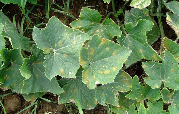 Plíseň dýňovitých Plíseň dýňovitých