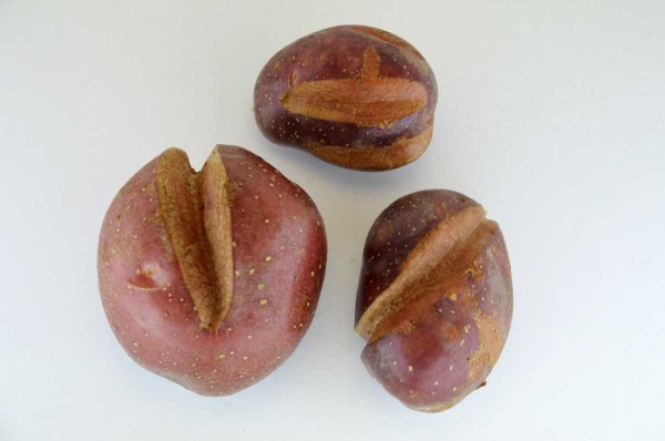 Růstov&eacute; rozprasky hl&iacute;z bramboru