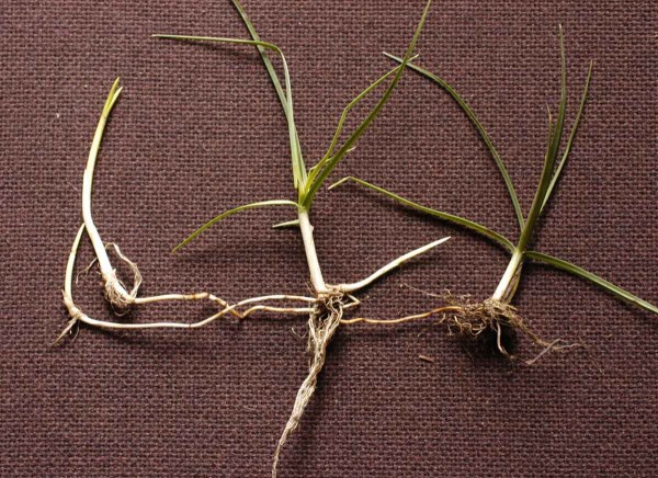 Regeneračn&iacute; schopnost kamy&scaron;n&iacute;ku poln&iacute;ho