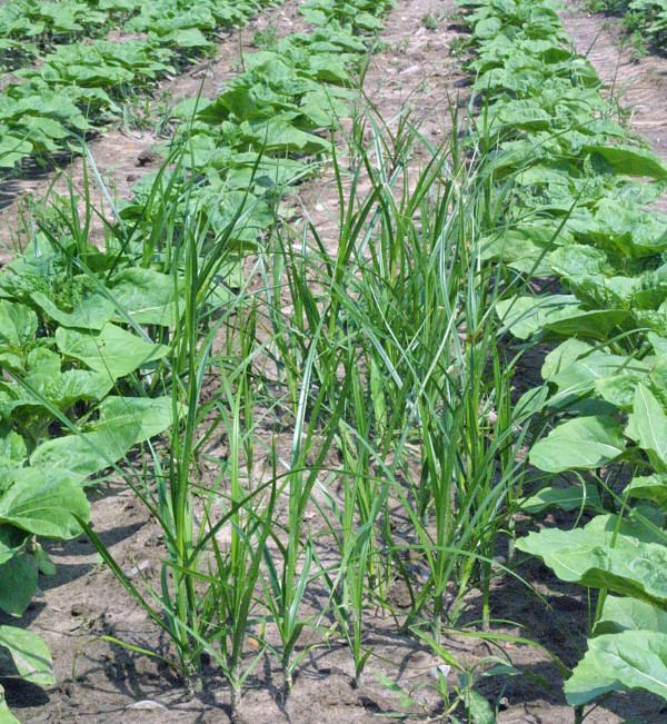 Na pol&iacute;ch se objevuj&iacute; nov&eacute; plevele - kamy&scaron;n&iacute;k &scaron;irokoplod&yacute;