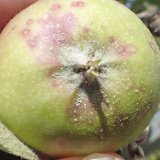 Ochrana ovocn&yacute;ch sadů během měs&iacute;ce června