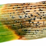 V&yacute;znamn&eacute; listov&eacute; choroby p&scaron;enice