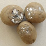 Choroby brambor a&nbsp;ochrana v&nbsp;roce 2018