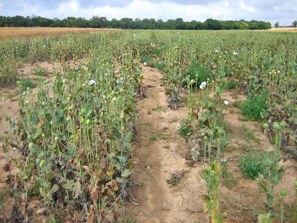 Rozdíly v kvalitě porostu mezi vitálním a méně kvalitním osivem byly patrné Rozdíly v kvalitě porostu mezi vitálním a méně kvalitním osivem byly patrné