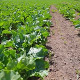 Po&scaron;kozen&iacute; poln&iacute;ch plodin v&nbsp;roce 2020