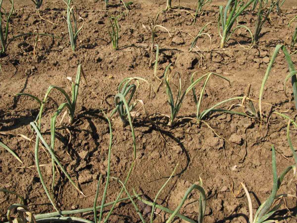 Plíseň česnekovitých na cibuli Plíseň česnekovitých na cibuli