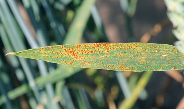 Obr. 4: Hněd&aacute; rzivost p&scaron;enice