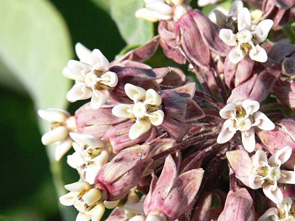 Detail s&uacute;kvetia