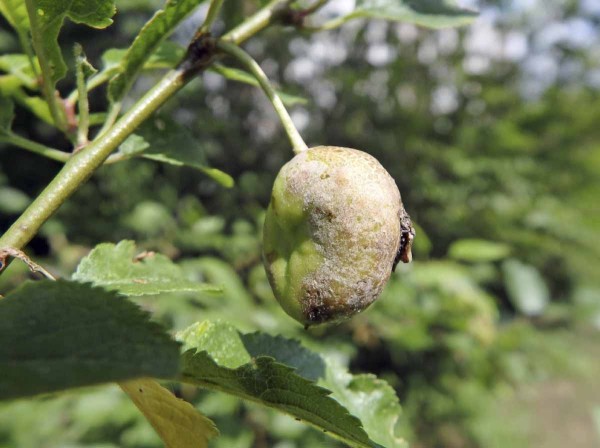 Př&iacute;znaky puchrovitosti na&nbsp;&scaron;vestce