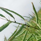 Dřepčík olejkový - z minoritního limitujícím škůdcem Dřepčík olejkový - z minoritního limitujícím škůdcem