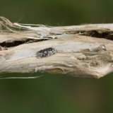 Průzkum napaden&iacute; ozim&eacute; řepky hl&iacute;zenkou obecnou v&nbsp;roce 2017