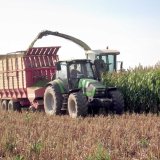 Pěstov&aacute;n&iacute; a&nbsp;využit&iacute; čiroků 