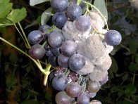 Plíseň šedá na hroznu Plíseň šedá na hroznu