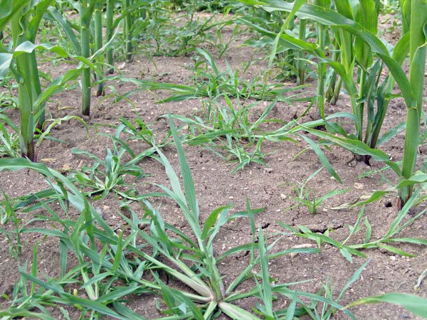 Obr. 1: Selh&aacute;n&iacute; preemergentn&iacute;ho o&scaron;etřen&iacute; na ježatku kuř&iacute; nohu