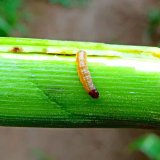 Měn&iacute; se &scaron;kodlivost zav&iacute;ječe kukuřičn&eacute;ho v&nbsp;ČR? - Aneb v&yacute;stupy monitoringu &Uacute;KZ&Uacute;Z