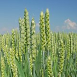 Medax<sup>&reg;</sup> Max - nejflexibilněj&scaron;&iacute; morforegul&aacute;tor na trhu