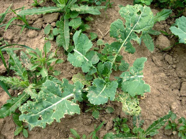 Po&scaron;kozen&yacute; porost řepky dřepč&iacute;ky